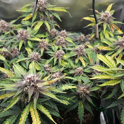 Red Pure Auto CBD growlog timeline photo