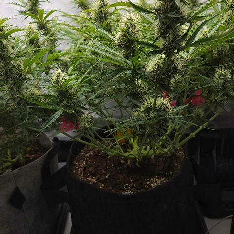 Moby Dick Auto growlog timeline photo