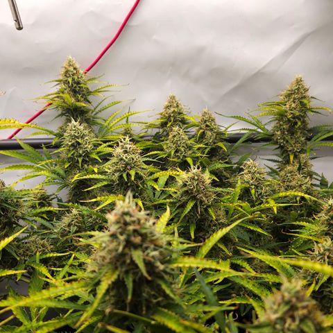 Moby Dick Auto growlog timeline photo