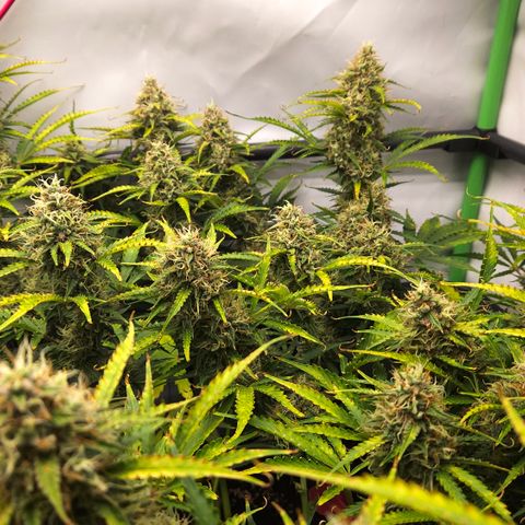 Moby Dick Auto growlog timeline photo