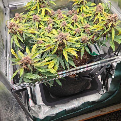 Red Pure Auto CBD growlog timeline photo
