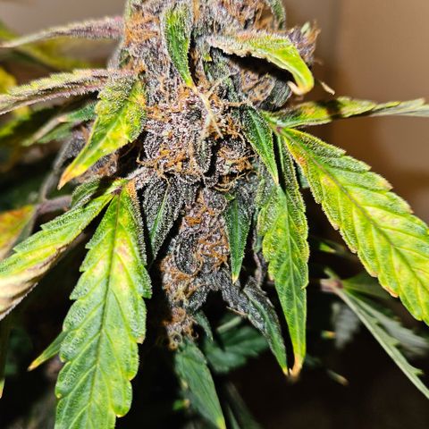 Red Pure Auto CBD growlog timeline photo