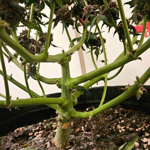 Red Pure Auto CBD growlog timeline photo