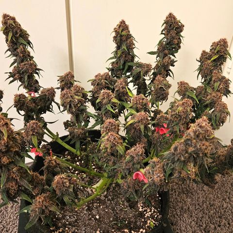 Red Pure Auto CBD growlog timeline photo