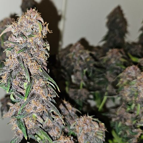 Red Pure Auto CBD growlog timeline photo