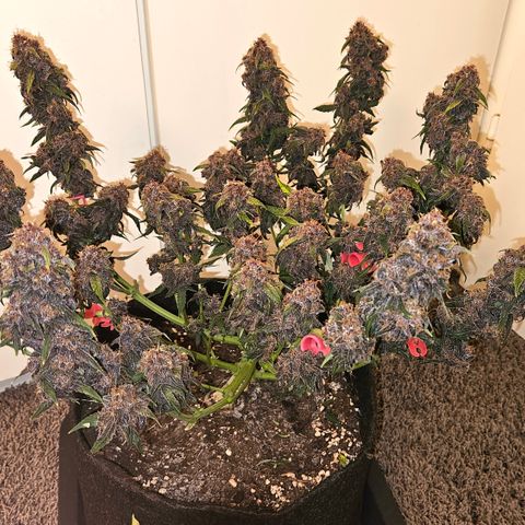 Red Pure Auto CBD growlog timeline photo