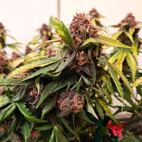 Red Pure Auto CBD growlog timeline photo