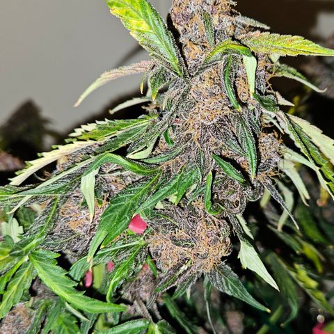 Red Pure Auto CBD growlog timeline photo