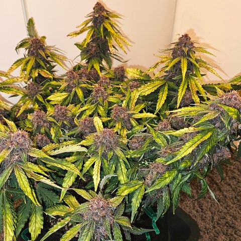 Red Pure Auto CBD growlog timeline photo