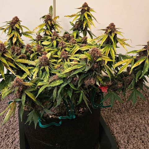 Red Pure Auto CBD growlog timeline photo