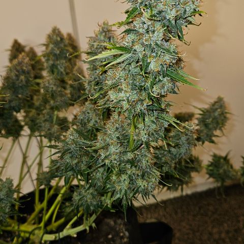 Moby Dick Auto growlog timeline photo