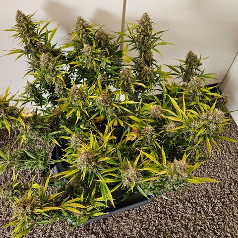 Moby Dick Auto growlog timeline photo