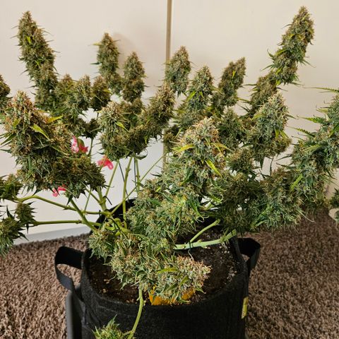 Moby Dick Auto growlog timeline photo