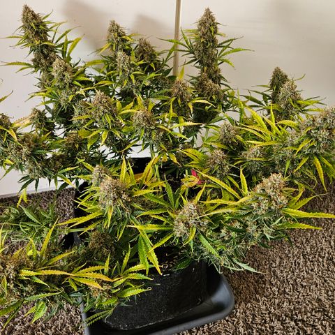 Moby Dick Auto growlog timeline photo