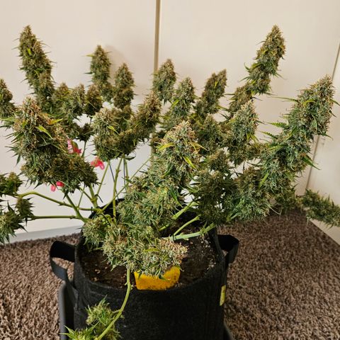 Moby Dick Auto growlog timeline photo