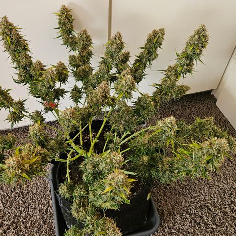 Moby Dick Auto growlog timeline photo