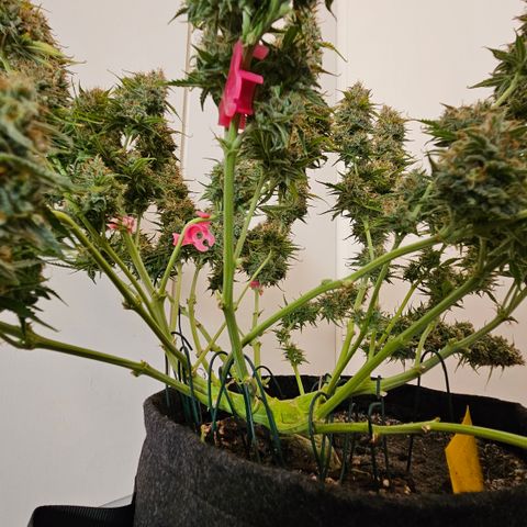 Moby Dick Auto growlog timeline photo