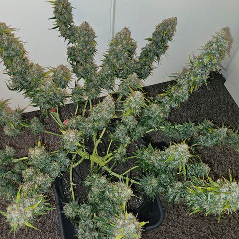 Moby Dick Auto growlog timeline photo