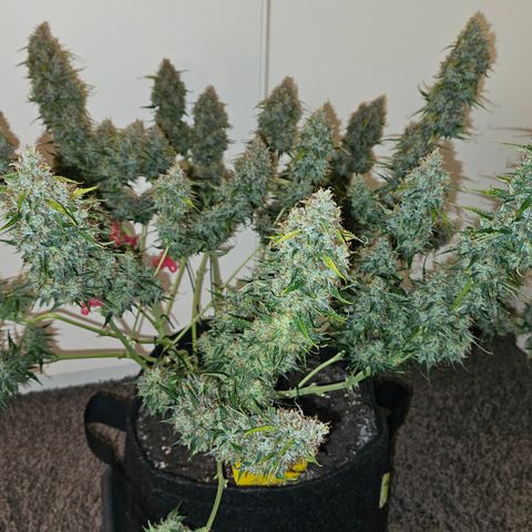 Moby Dick Auto growlog timeline photo