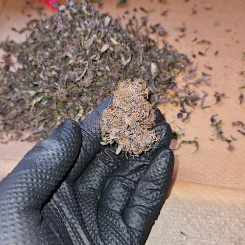 Red Pure Auto CBD growlog timeline photo