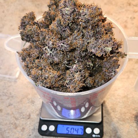 Red Pure Auto CBD growlog timeline photo