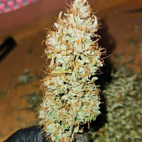 Moby Dick Auto growlog timeline photo