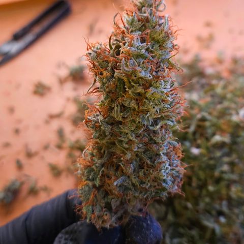 Moby Dick Auto growlog timeline photo