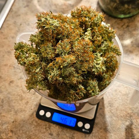 Moby Dick Auto growlog timeline photo