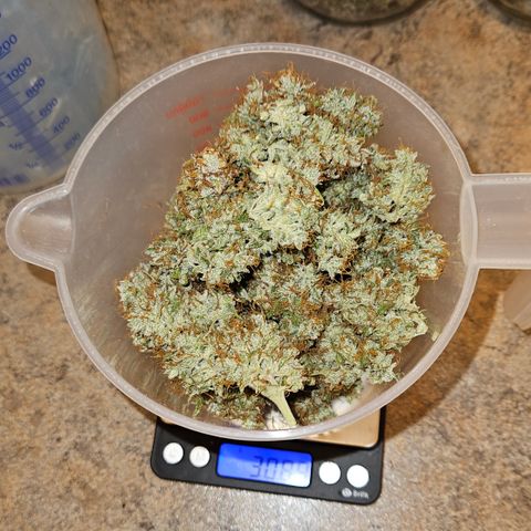 Moby Dick Auto growlog timeline photo
