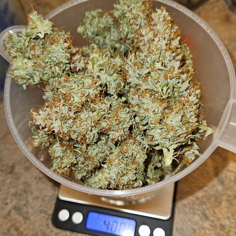 Moby Dick Auto growlog timeline photo