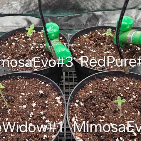 White Widow #1 growlog timeline photo
