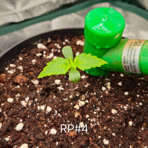 RedPure CBD Auto #4 growlog timeline photo