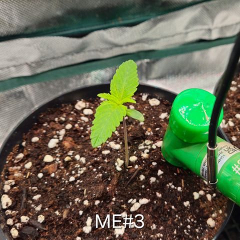 Mimosa Evo #3 growlog timeline photo