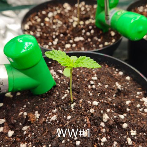 White Widow #1 growlog timeline photo