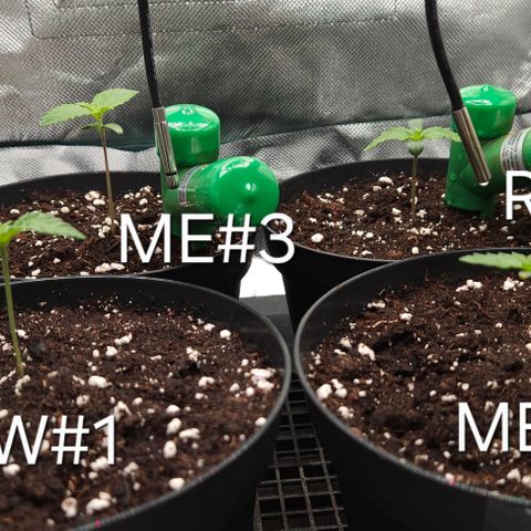 White Widow #1 growlog timeline photo