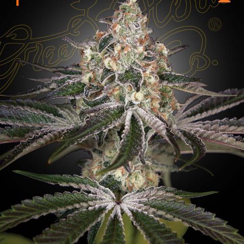 White Widow #1 growlog timeline photo