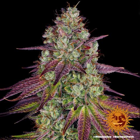 Mimosa Evo #3 growlog timeline photo