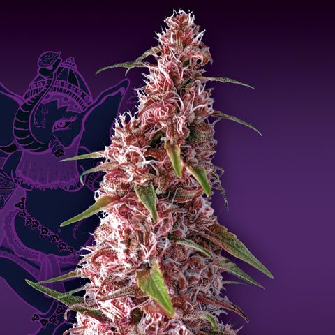 RedPure CBD Auto #4 growlog timeline photo