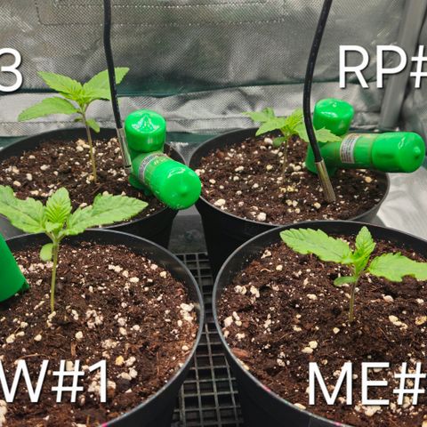 White Widow #1 growlog timeline photo