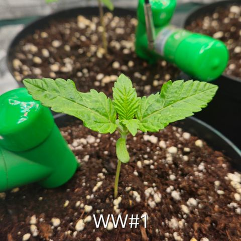 White Widow #1 growlog timeline photo