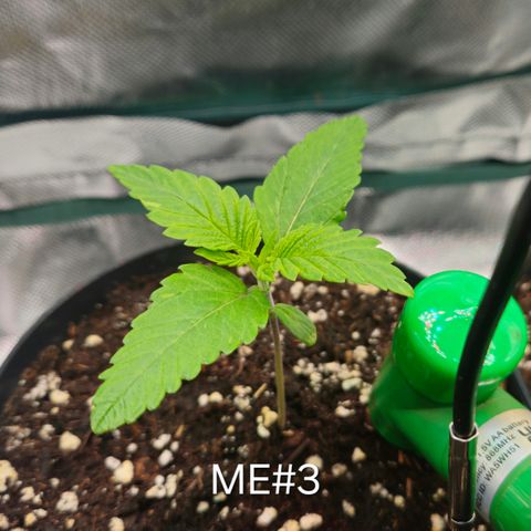 Mimosa Evo #3 growlog timeline photo