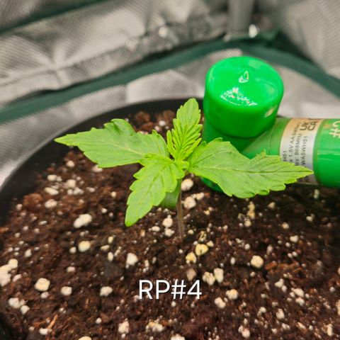 RedPure CBD Auto #4 growlog timeline photo