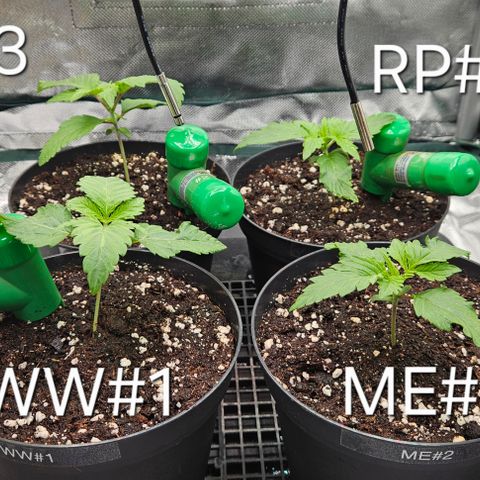 White Widow #1 growlog timeline photo