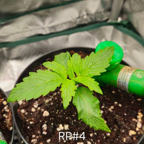 RedPure CBD Auto #4 growlog timeline photo