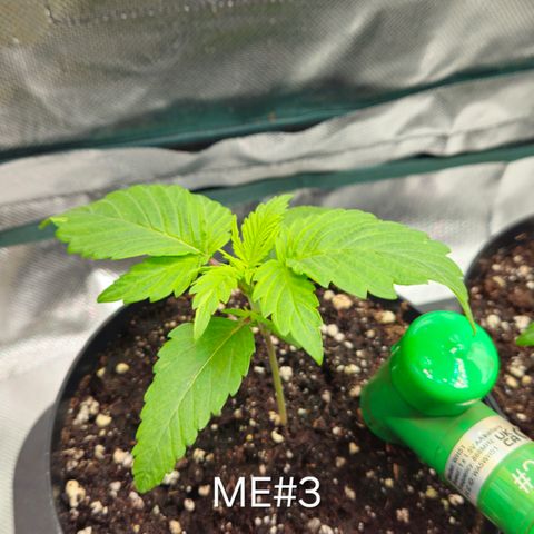 Mimosa Evo #3 growlog timeline photo
