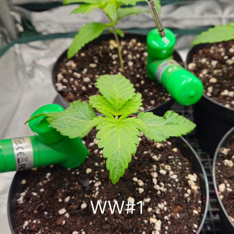 White Widow #1 growlog timeline photo