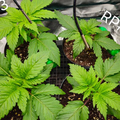 White Widow #1 growlog timeline photo