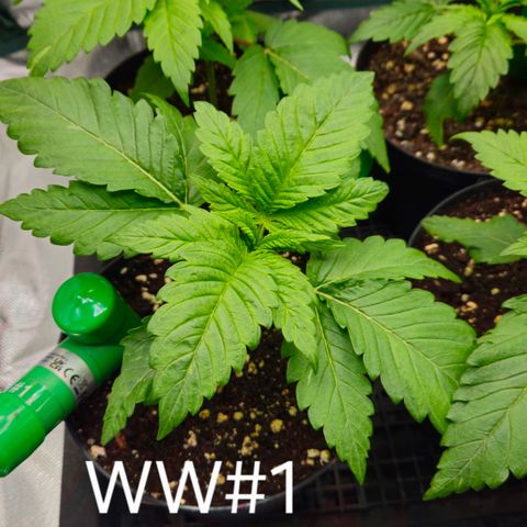 White Widow #1 growlog timeline photo