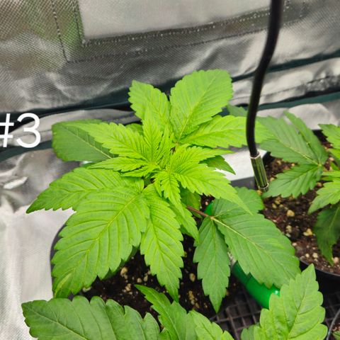 Mimosa Evo #3 growlog timeline photo
