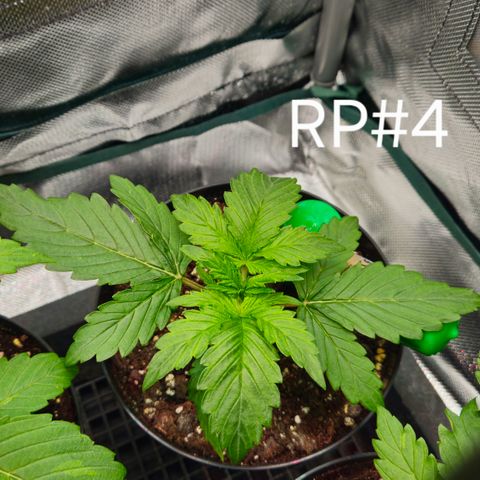 RedPure CBD Auto #4 growlog timeline photo